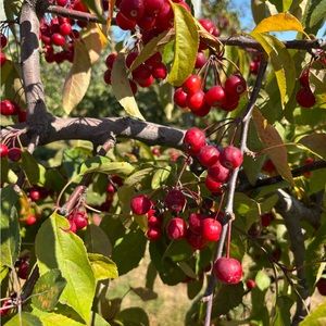 Meet your Posher, Emmi